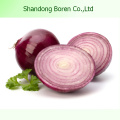 Fresh Onion Produced in China